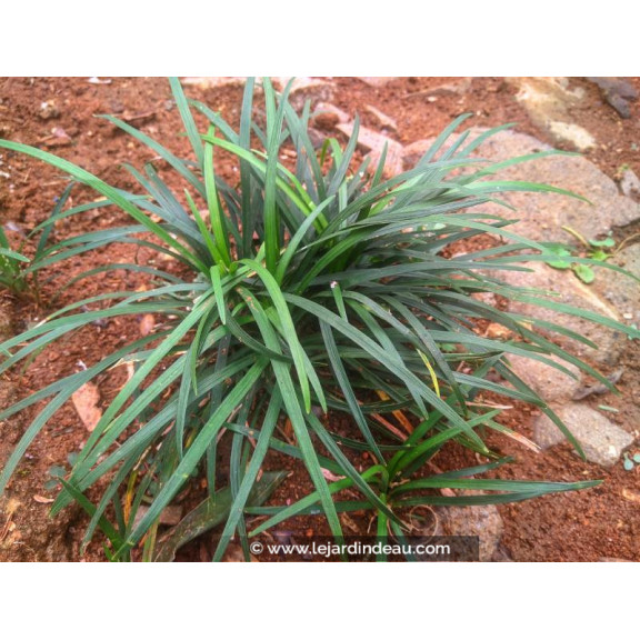 CAREX laxiculmis