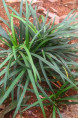 CAREX laxiculmis