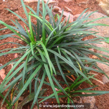 CAREX laxiculmis