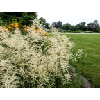 ARUNCUS dioicus 'Kneiffii' ARUNCUS dioicus 'Kneiffii'