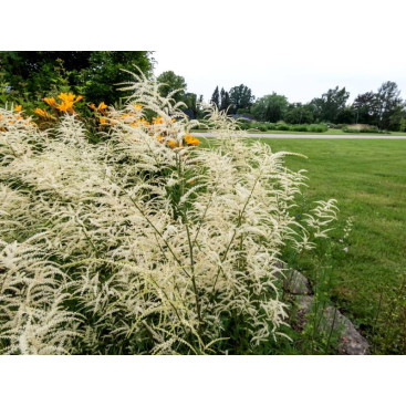 ARUNCUS dioicus \'Kneiffii\'