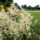 ARUNCUS dioicus 'Kneiffii'