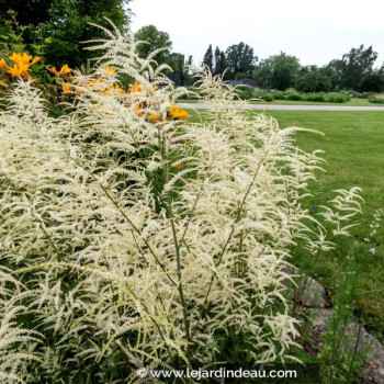 ARUNCUS dioicus &#039;Kneiffii&#039;