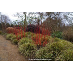 CAREX morrowii 'Fisher's Form'