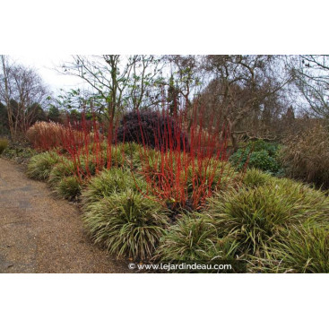 CAREX morrowii \'Fisher\'s Form\'