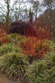 CAREX morrowii 'Fisher's Form'