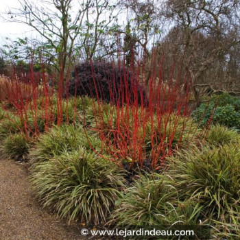 CAREX morrowii &#039;Fisher&#039;s Form&#039;