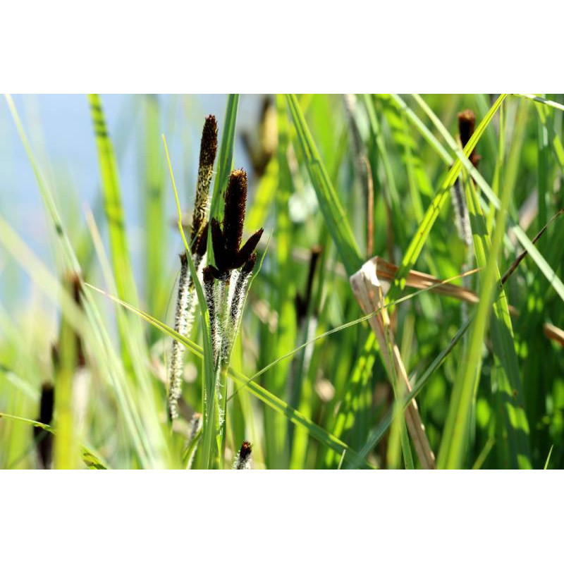 CAREX riparia