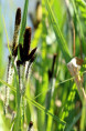 CAREX riparia