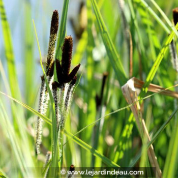 CAREX riparia