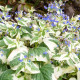 BRUNNERA macrophylla 'Dawson's White'