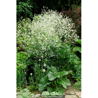 CRAMBE cordifolia
