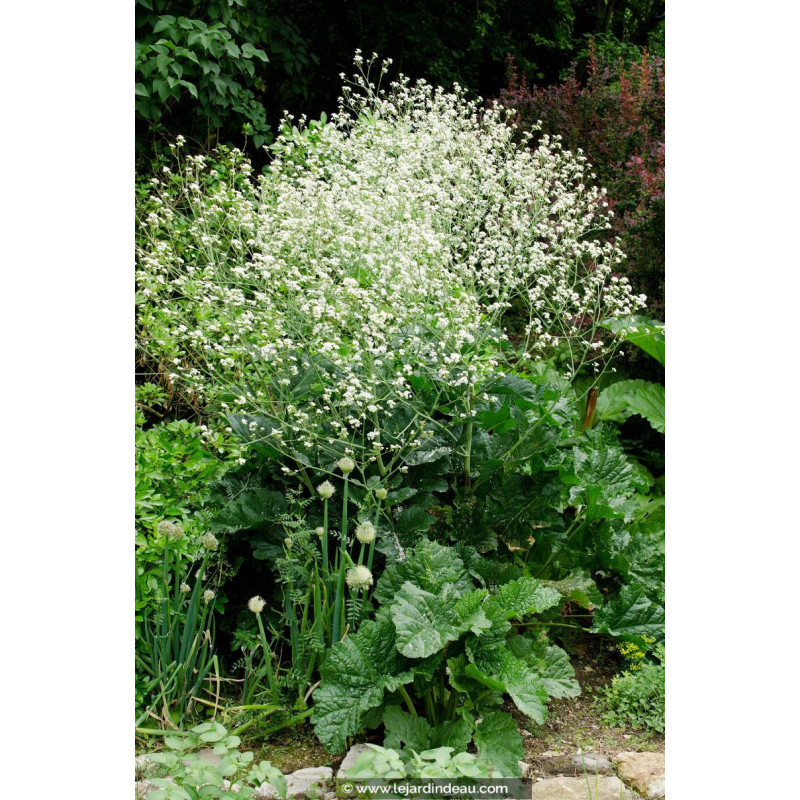 CRAMBE cordifolia CRAMBE cordifolia