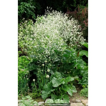 CRAMBE cordifolia