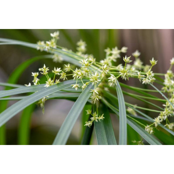 CYPERUS albostriatus