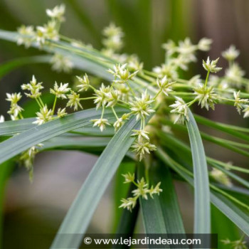 CYPERUS albostriatus