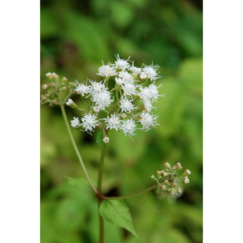 EUPATORIUM rugosum