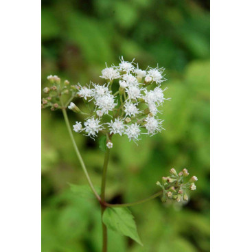 EUPATORIUM rugosum