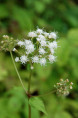 EUPATORIUM rugosum