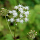 EUPATORIUM rugosum