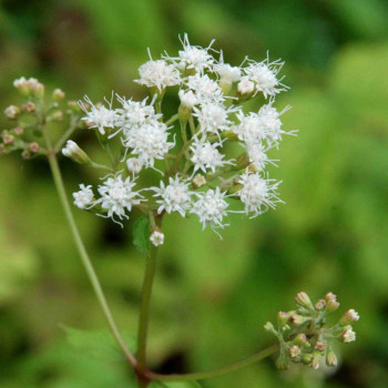 EUPATORIUM rugosum