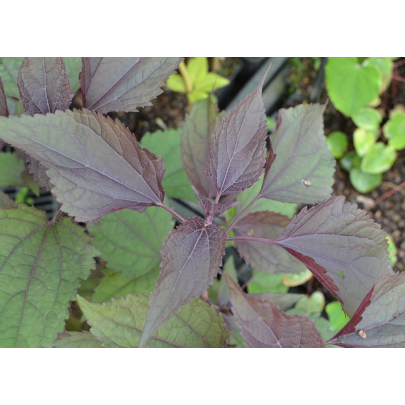 EUPATORIUM rugosum 'Chocolate'