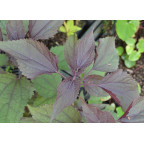 EUPATORIUM rugosum 'Chocolate'