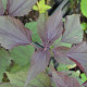 EUPATORIUM rugosum 'Chocolate'