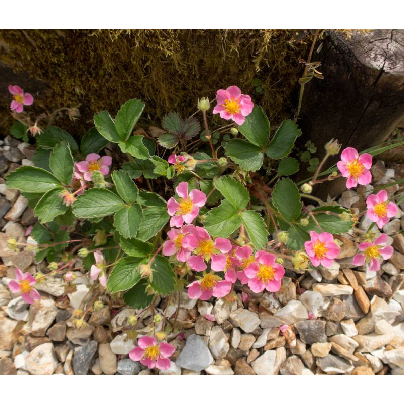 FRAGARIA 'Pink Panda'