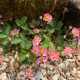 FRAGARIA 'Pink Panda'