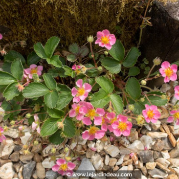 FRAGARIA &#039;Pink Panda&#039;