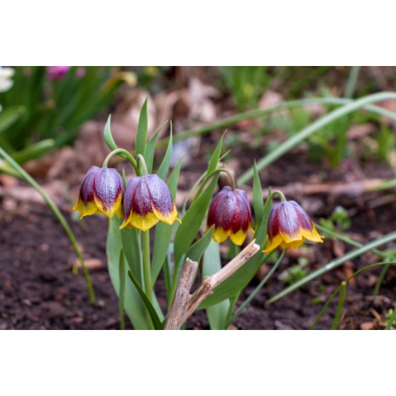 FRITILLARIA michailovskyi