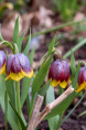 FRITILLARIA michailovskyi