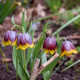 FRITILLARIA michailovskyi