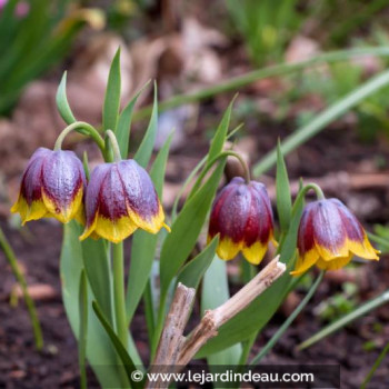 FRITILLARIA michailovskyi