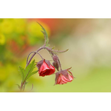 GEUM rivale