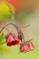 GEUM rivale