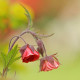 GEUM rivale