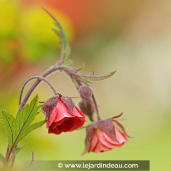 GEUM rivale