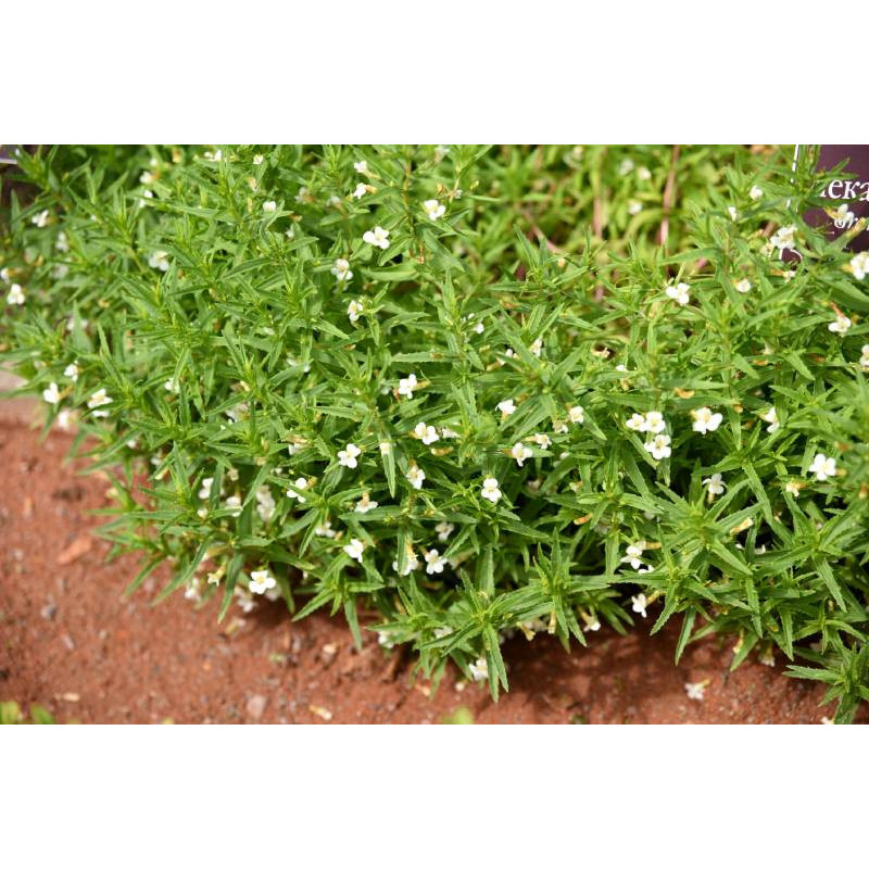 GRATIOLA officinalis GRATIOLA officinalis
