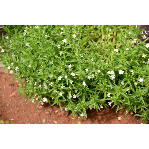 GRATIOLA officinalis