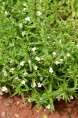 GRATIOLA officinalis