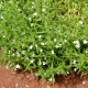 GRATIOLA officinalis