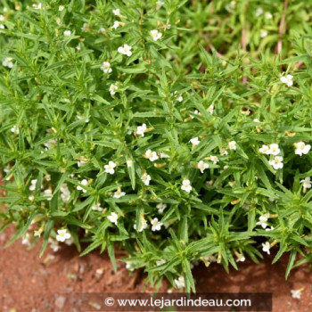 GRATIOLA officinalis