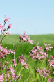 LYCHNIS flos-cuculi