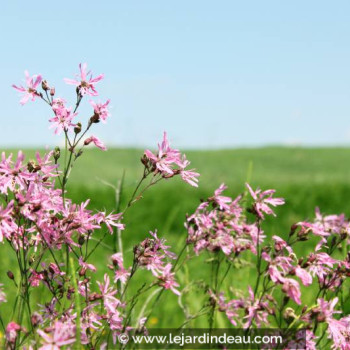 LYCHNIS flos-cuculi