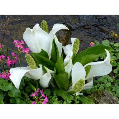 LYSICHITON camtschatcensis