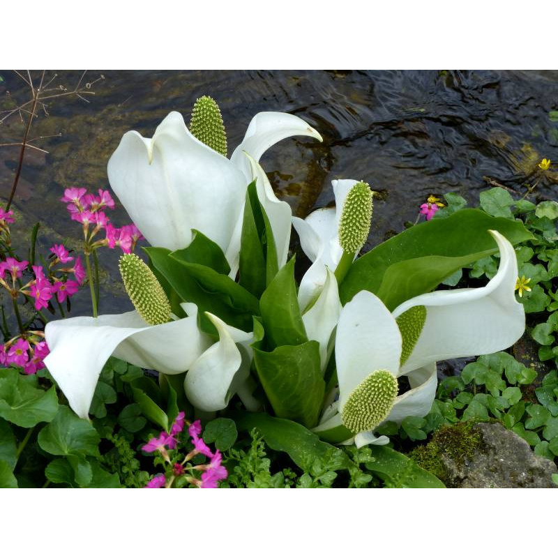 LYSICHITON camtschatcensis