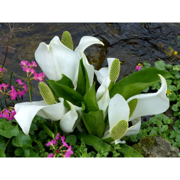 LYSICHITON camtschatcensis