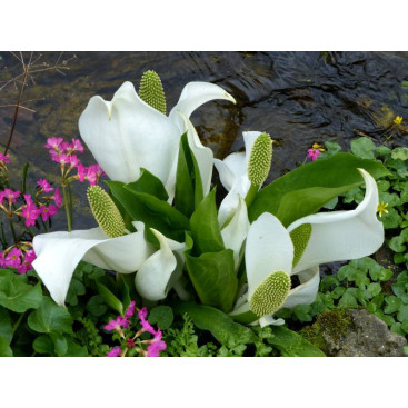 LYSICHITON camtschatcensis